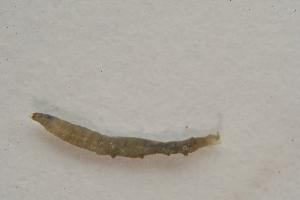  ( - IBSAS-TA4448)  @11 [ ] CreativeCommons  Attribution Non-Commercial Share-Alike (2020) Unspecified Slovak Academy of Sciences, Plant Science and Biodiversity Centre