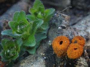  (Plectania melastoma - SNMH170)  @11 [ ] CreativeCommons  Attribution Non-Commercial Share-Alike (2019) Ivona Kautmanova Slovak National Museum-Natural History Museum