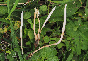  (Clavaria messapica - SNMH580)  @11 [ ] CreativeCommons  Attribution Non-Commercial Share-Alike (2020) I. Kautmanova Slovak National Museum-Natural History Museum