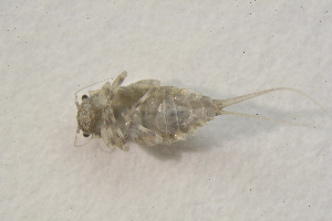 ( - IBSAS-BC2943)  @11 [ ] CreativeCommons  Attribution Non-Commercial Share-Alike (2020) Patrik Macko Slovak Academy of Sciences, Plant Science and Biodiversity Centre