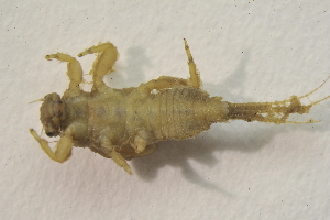  ( - IBSAS-BC2966)  @11 [ ] CreativeCommons  Attribution Non-Commercial Share-Alike (2020) Patrik Macko Slovak Academy of Sciences, Plant Science and Biodiversity Centre