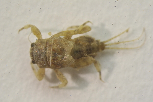  ( - IBSAS-BC3004)  @11 [ ] CreativeCommons  Attribution Non-Commercial Share-Alike (2020) Patrik Macko Slovak Academy of Sciences, Plant Science and Biodiversity Centre