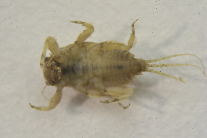  ( - IBSAS-BC3004)  @11 [ ] CreativeCommons  Attribution Non-Commercial Share-Alike (2020) Patrik Macko Slovak Academy of Sciences, Plant Science and Biodiversity Centre