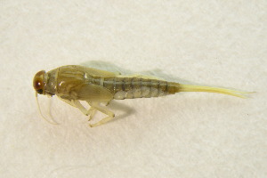  ( - IBSAS-BC3404)  @11 [ ] CreativeCommons  Attribution Non-Commercial Share-Alike (2020) Patrik Macko Slovak Academy of Sciences, Plant Science and Biodiversity Centre