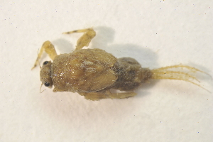  ( - IBSAS-BC2688)  @11 [ ] CreativeCommons  Attribution Non-Commercial Share-Alike (2020) Patrik Macko Slovak Academy of Sciences, Plant Science and Biodiversity Centre