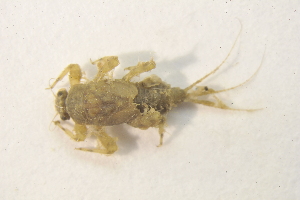  ( - IBSAS-BC2689)  @11 [ ] CreativeCommons  Attribution Non-Commercial Share-Alike (2020) Patrik Macko Slovak Academy of Sciences, Plant Science and Biodiversity Centre