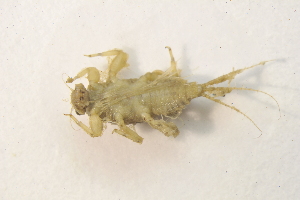  ( - IBSAS-BC2689)  @11 [ ] CreativeCommons  Attribution Non-Commercial Share-Alike (2020) Patrik Macko Slovak Academy of Sciences, Plant Science and Biodiversity Centre