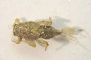  ( - IBSAS-BC2690)  @11 [ ] CreativeCommons  Attribution Non-Commercial Share-Alike (2020) Patrik Macko Slovak Academy of Sciences, Plant Science and Biodiversity Centre