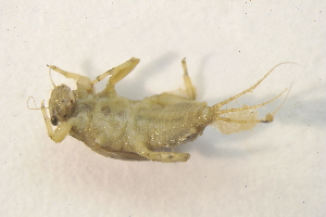  ( - IBSAS-BC2690)  @11 [ ] CreativeCommons  Attribution Non-Commercial Share-Alike (2020) Patrik Macko Slovak Academy of Sciences, Plant Science and Biodiversity Centre