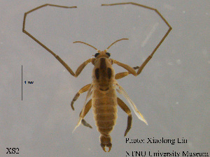  (Dicrotendipes sinicus - XS2)  @14 [ ] CreativeCommons - Attribution Non-Commercial Share-Alike (2015) NTNU University Museum, Department of Natural History NTNU University Museum, Department of Natural History