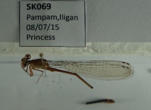  (Pseudagrion pilidorsum - SK069)  @11 [ ] Unspecified (default): All Rights Reserved (2015) Unspecified Unspecified