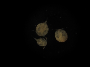  (Coralliomyzontidae - CCDB-10754-G04)  @13 [ ] Copyright (2011) V.N.Ivanenko Lomonosov Moscow State University