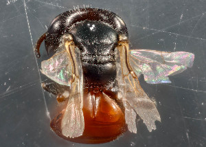  (Macrotera sp. 2 - TTU-Z_285994)  @11 [ ] by-nc (2025) Museum of Texas Tech University Museum of Texas Tech University
