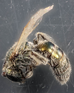  (Lasioglossum sp. 5 - TTU-Z_285997)  @11 [ ] by-nc (2025) Museum of Texas Tech University Museum of Texas Tech University