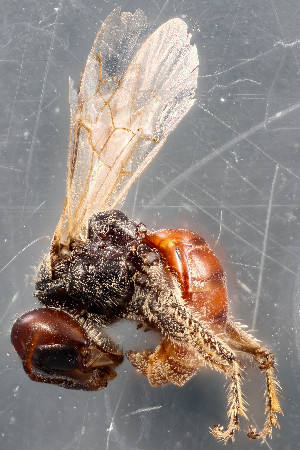  (Macrotera sp. 4 - TTU-Z_285999)  @11 [ ] by-nc (2025) Museum of Texas Tech University Museum of Texas Tech University