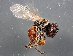  (Macrotera sp. 1 - TTU-Z_286003)  @11 [ ] by-nc (2025) Museum of Texas Tech University Museum of Texas Tech University