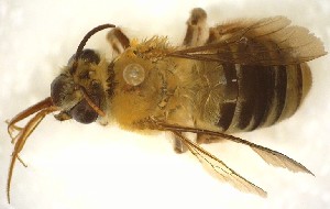  (Eucera sp. 1 - TTU-Z_359957)  @11 [ ] by-nc (2025) Museum of Texas Tech University Museum of Texas Tech University