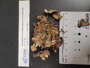  ( - CCDB-44242-A02)  @11 [ ] CreativeCommons - Attribution Non-Commercial Share-Alike (2025) Canadian Museum of Nature Canadian Museum of Nature