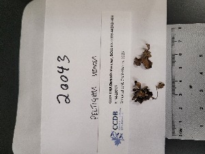  ( - CCDB-44242-H03)  @11 [ ] CreativeCommons - Attribution Non-Commercial Share-Alike (2025) Canadian Museum of Nature Canadian Museum of Nature