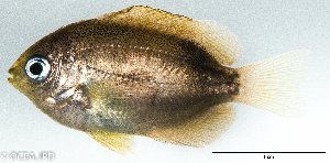  ( - SC066-001)  @11 [ ] Copyright (2020) Unspecified OCEA Consult