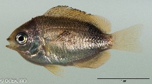  ( - SC118-001)  @11 [ ] Copyright (2020) Unspecified OCEA Consult