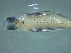  ( - SE1704-619-16-1)  @11 [ ] No Rights Reserved (2019) NA Pacific Islands Fisheries Science Center