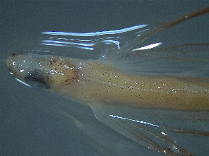  ( - TC0006-36-1)  @11 [ ] No Rights Reserved (2019) NA Pacific Islands Fisheries Science Center