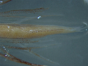  ( - TC0006-36-1)  @11 [ ] No Rights Reserved (2019) NA Pacific Islands Fisheries Science Center