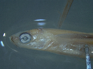  ( - TC0006-36-1)  @11 [ ] No Rights Reserved (2019) NA Pacific Islands Fisheries Science Center