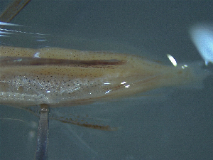  ( - TC0006-36-1)  @11 [ ] No Rights Reserved (2019) NA Pacific Islands Fisheries Science Center