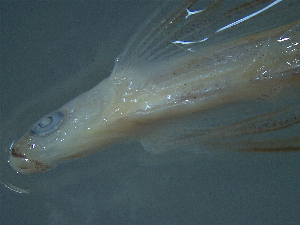  ( - TC0006-36-1)  @11 [ ] No Rights Reserved (2019) NA Pacific Islands Fisheries Science Center