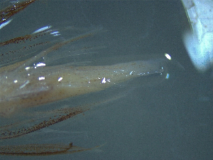  ( - TC0006-36-1)  @11 [ ] No Rights Reserved (2019) NA Pacific Islands Fisheries Science Center