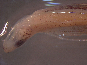  ( - TC9911-84-1)  @11 [ ] No Rights Reserved (2019) NA Pacific Islands Fisheries Science Center