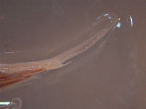  ( - TC9911-84-1)  @11 [ ] No Rights Reserved (2019) NA Pacific Islands Fisheries Science Center