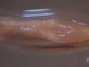  ( - TC9911-84-1)  @11 [ ] No Rights Reserved (2019) NA Pacific Islands Fisheries Science Center