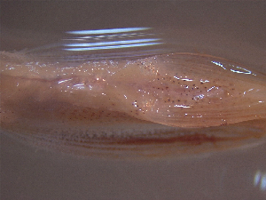  ( - TC9911-84-1)  @11 [ ] No Rights Reserved (2019) NA Pacific Islands Fisheries Science Center