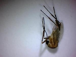  ( - NMNH2017-051-A08)  @12 [ ] Copyright (2018) Adam Goodwin VecTech