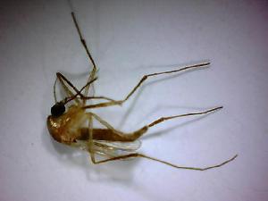  ( - NMNH2017-051-A10)  @12 [ ] Copyright (2018) Adam Goodwin VecTech