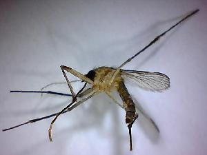  ( - NMNH2017-052-A01)  @12 [ ] Copyright (2018) Adam Goodwin VecTech