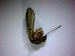  (Aedes tortilis - NMNH2017-052-A10)  @11 [ ] Copyright (2018) Adam Goodwin VecTech