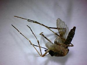  ( - NMNH2017-052-C09)  @12 [ ] Copyright (2018) Adam Goodwin VecTech
