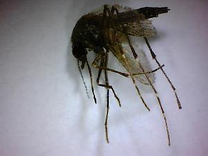  ( - NMNH2017-052-C09)  @12 [ ] Copyright (2018) Adam Goodwin VecTech