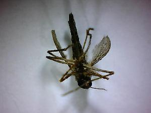  ( - NMNH2017-052-C09)  @12 [ ] Copyright (2018) Adam Goodwin VecTech