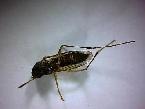  ( - NMNH2017-052-C11)  @12 [ ] Copyright (2018) Adam Goodwin VecTech
