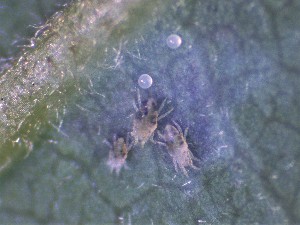  (Oligonychus perseae - OLPER)  @11 [ ] Unspecified (default): All Rights Reserved (2025) Haseena Bhaskar KAU