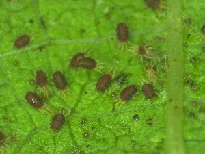  (Tetranychus gloveri - TEGLO)  @11 [ ] Unspecified (default): All Rights Reserved (2025) Haseena Bhaskar KAU