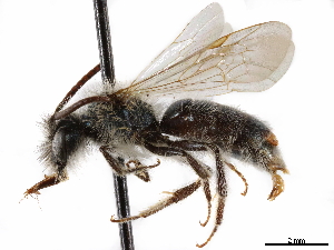  (Andrena chalybaea - CCDB-34953-A03)  @11 [ ] CreativeCommons - Attribution Non-Commercial Share-Alike (2019) CBG Photography Group Centre for Biodiversity Genomics