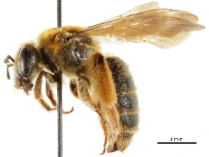  (Andrena helianthiformis - CCDB-34953-A12)  @11 [ ] CreativeCommons - Attribution Non-Commercial Share-Alike (2019) CBG Photography Group Centre for Biodiversity Genomics