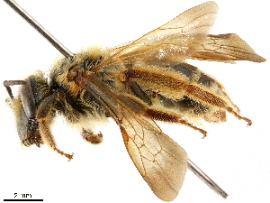  (Andrena hilaris - CCDB-34953-B03)  @11 [ ] CreativeCommons - Attribution Non-Commercial Share-Alike (2019) CBG Photography Group Centre for Biodiversity Genomics