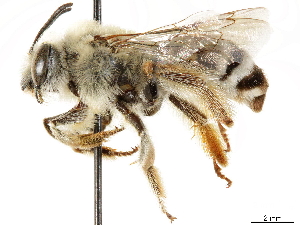  (Eucera angustifrons - CCDB-34953-G08)  @11 [ ] CreativeCommons - Attribution (2019) CBG Photography Group Centre for Biodiversity Genomics